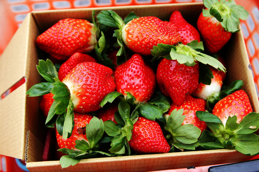 採草莓囉!苗栗大湖特色農場推薦,紅色琉璃瓦&SUHU Caf