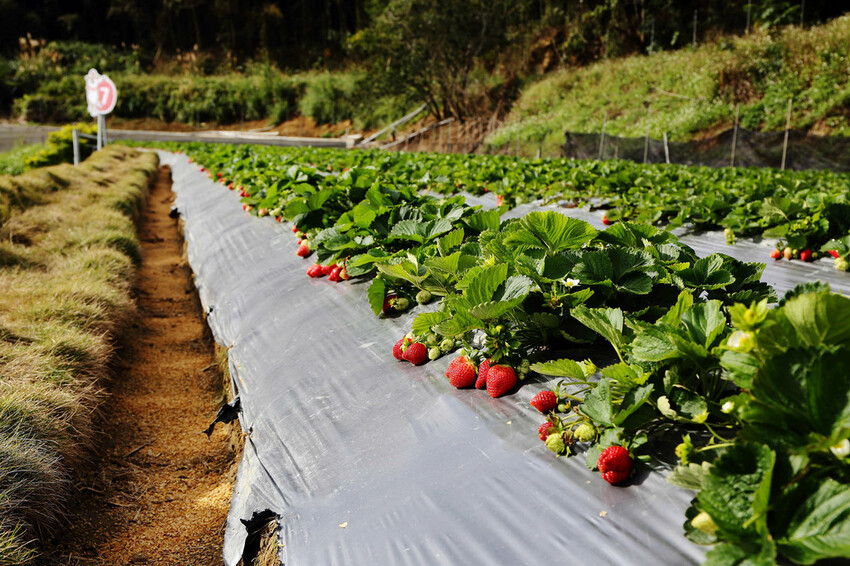 採草莓囉!苗栗大湖特色農場推薦,紅色琉璃瓦&SUHU Caf
