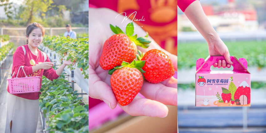 草莓季一定要來這間！大湖草莓推薦不收門票、超大型高架草莓園保證收穫滿滿