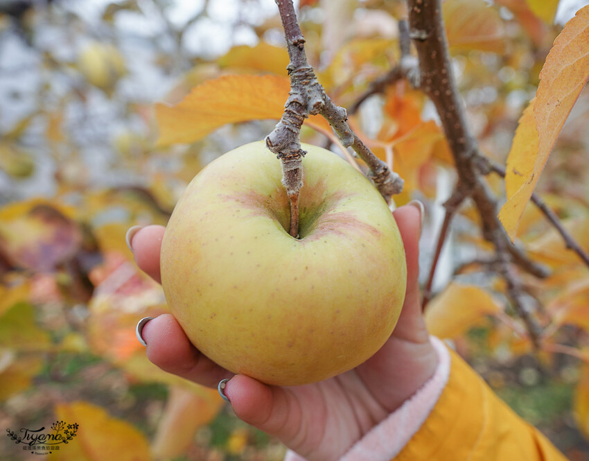 群馬沼田古民宅蘋果披薩體驗&老神溫泉一日遊!南鄉曲屋|吹割瀑布|新井耕吉郎紀念碑|金子果園|仙鄉溫泉 @緹雅瑪 美食旅遊趣
