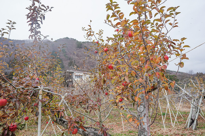群馬沼田古民宅蘋果披薩體驗&老神溫泉一日遊!南鄉曲屋|吹割瀑布|新井耕吉郎紀念碑|金子果園|仙鄉溫泉 @緹雅瑪 美食旅遊趣