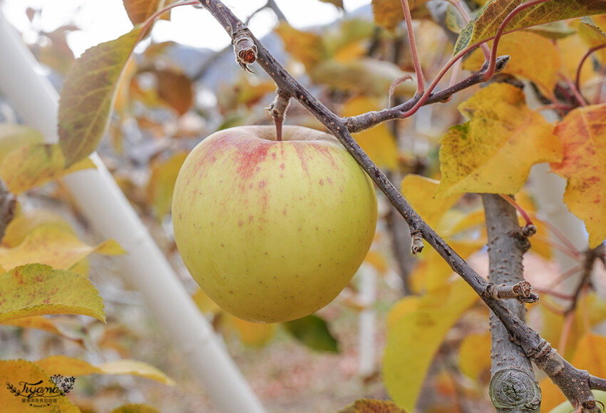 群馬沼田古民宅蘋果披薩體驗&老神溫泉一日遊!南鄉曲屋|吹割瀑布|新井耕吉郎紀念碑|金子果園|仙鄉溫泉 @緹雅瑪 美食旅遊趣