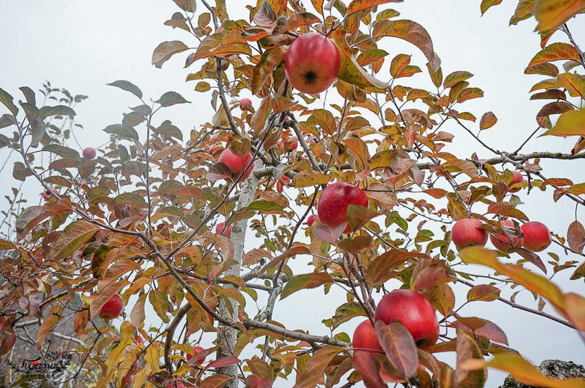 群馬沼田古民宅蘋果披薩體驗&老神溫泉一日遊!南鄉曲屋|吹割瀑布|新井耕吉郎紀念碑|金子果園|仙鄉溫泉 @緹雅瑪 美食旅遊趣