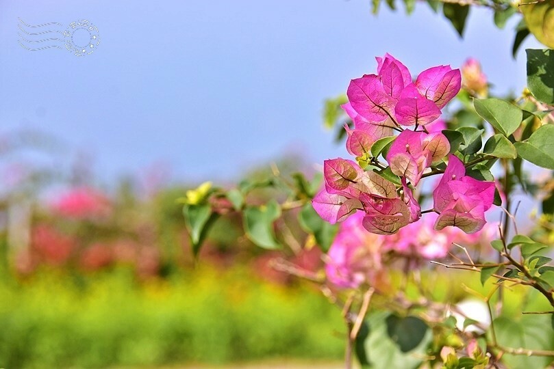 水里【阿本農場】 水里【阿本農場】