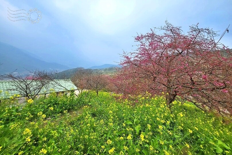 水里【阿本農場】 水里【阿本農場】