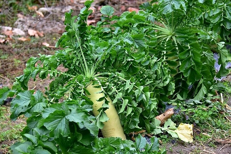 水里【阿本農場】白蘿蔔 水里【阿本農場】白蘿蔔