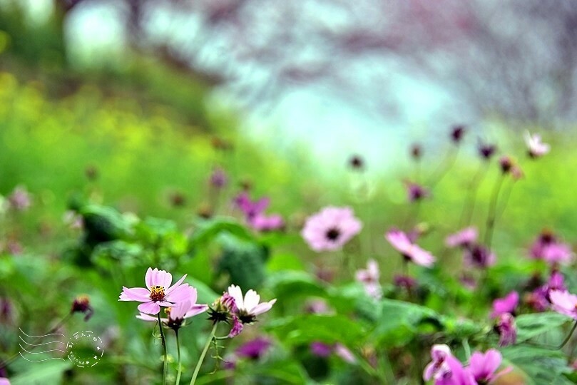 水里【阿本農場】 水里【阿本農場】