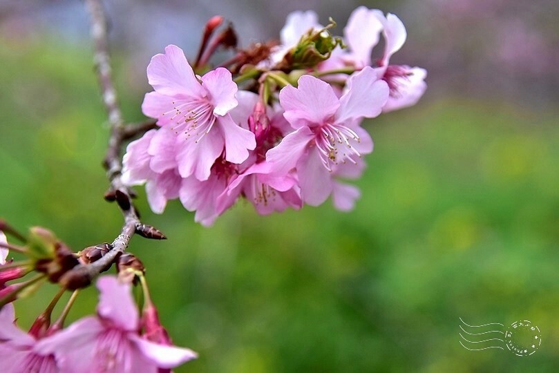 水里【阿本農場】河津櫻 水里【阿本農場】河津櫻