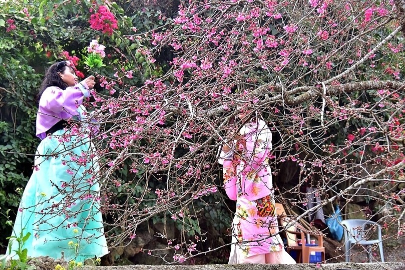 水里【阿本農場】 水里【阿本農場】