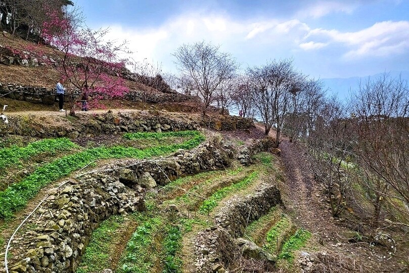 水里【阿本農場】 水里【阿本農場】
