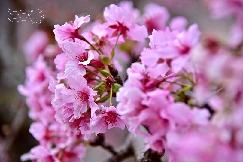 水里【阿本農場】寒櫻 水里【阿本農場】寒櫻