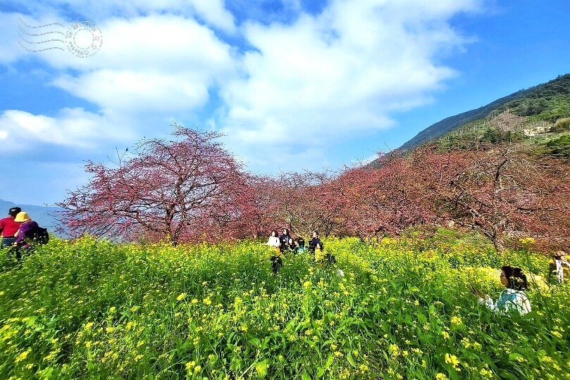 水里【阿本農場】 水里【阿本農場】
