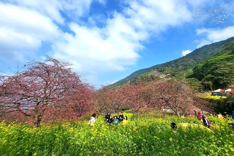 水里【阿本農場】 水里【阿本農場】
