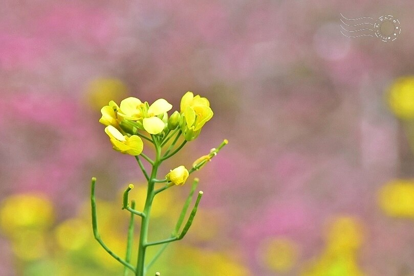 水里【阿本農場】 水里【阿本農場】