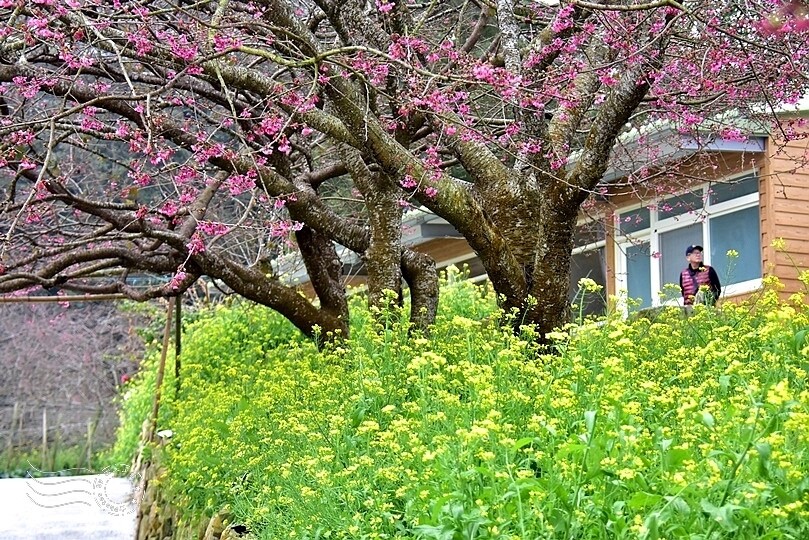 水里【阿本農場】 水里【阿本農場】