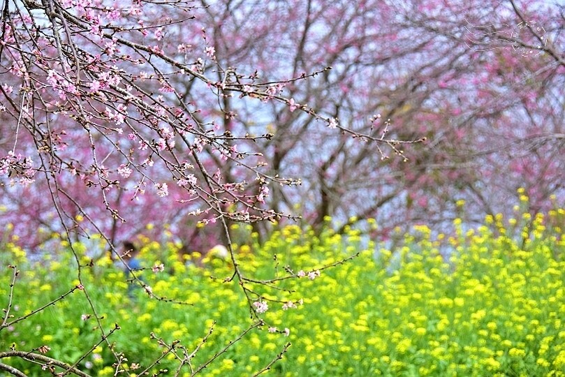 水里【阿本農場】 水里【阿本農場】