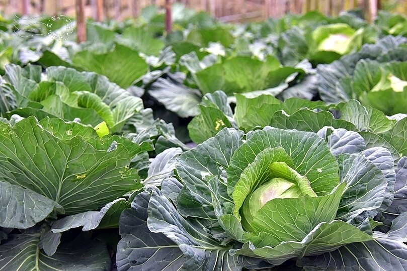 水里【阿本農場】高麗菜 水里【阿本農場】高麗菜