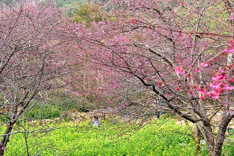 水里【阿本農場】 水里【阿本農場】