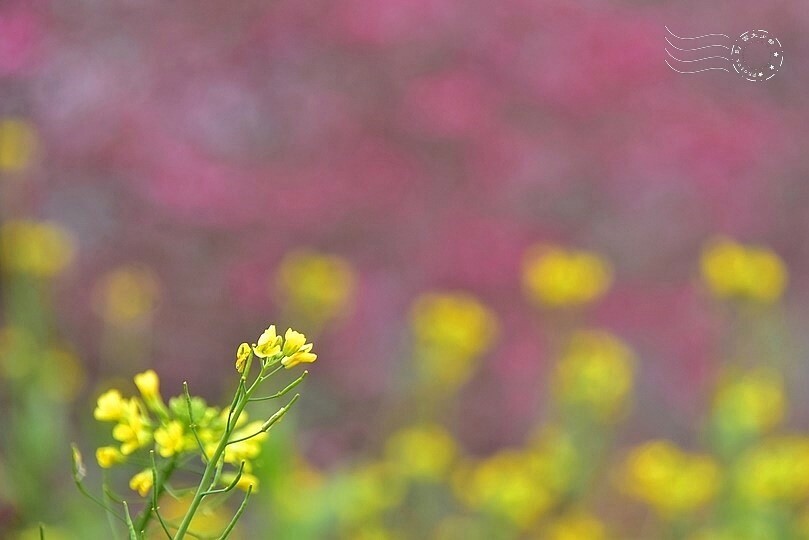 水里【阿本農場】油菜花 水里【阿本農場】油菜花