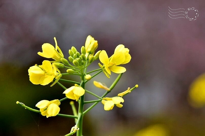 水里【阿本農場】油菜花 水里【阿本農場】油菜花