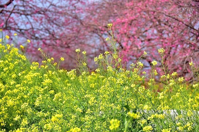 水里【阿本農場】 水里【阿本農場】