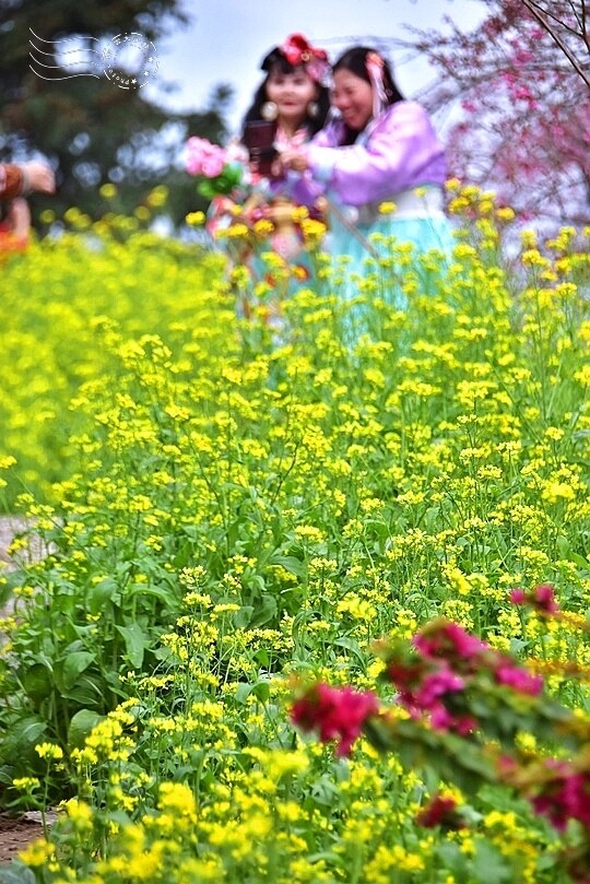 水里【阿本農場】 水里【阿本農場】