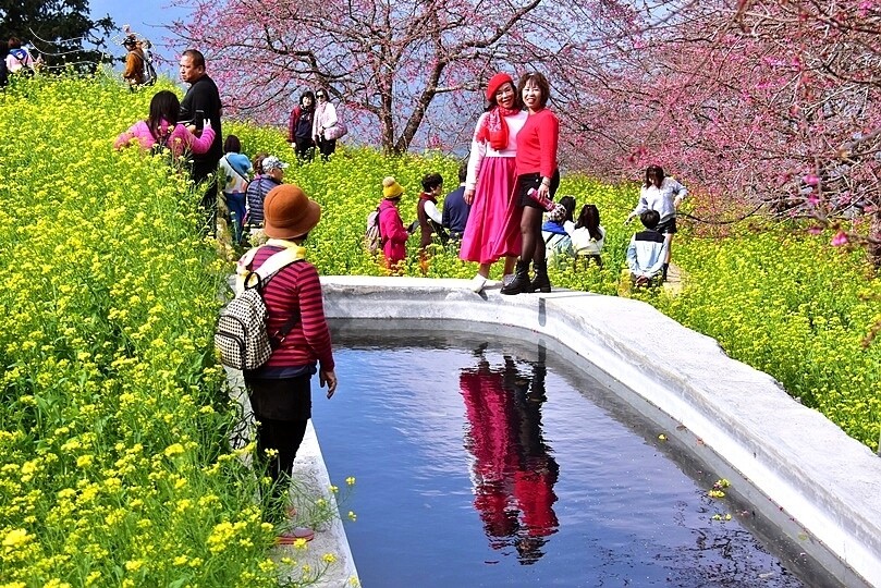 水里【阿本農場】 水里【阿本農場】