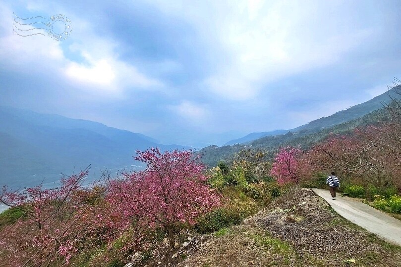 水里【阿本農場】 水里【阿本農場】