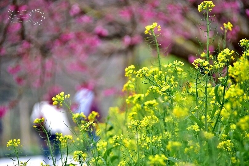 水里【阿本農場】 水里【阿本農場】