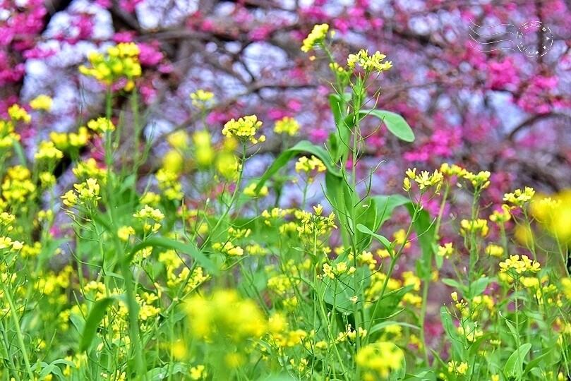 水里【阿本農場】 水里【阿本農場】