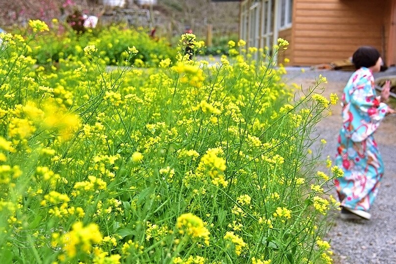 水里【阿本農場】 水里【阿本農場】