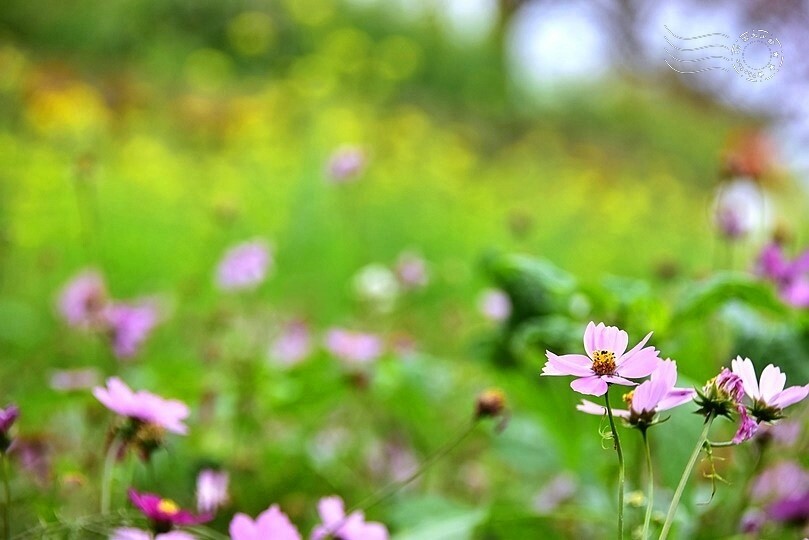 水里【阿本農場】 水里【阿本農場】