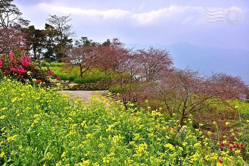 水里【阿本農場】 水里【阿本農場】