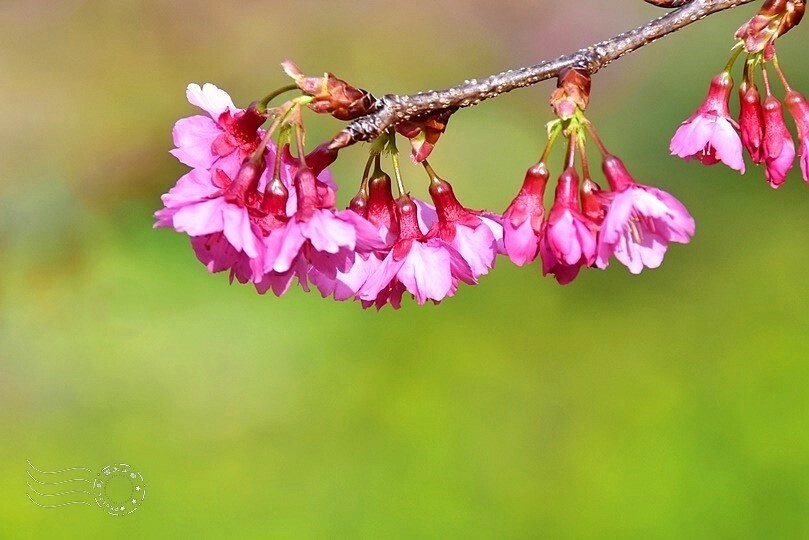 水里【阿本農場】山櫻 水里【阿本農場】山櫻