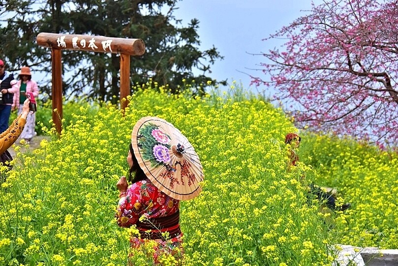 水里【阿本農場】 水里【阿本農場】