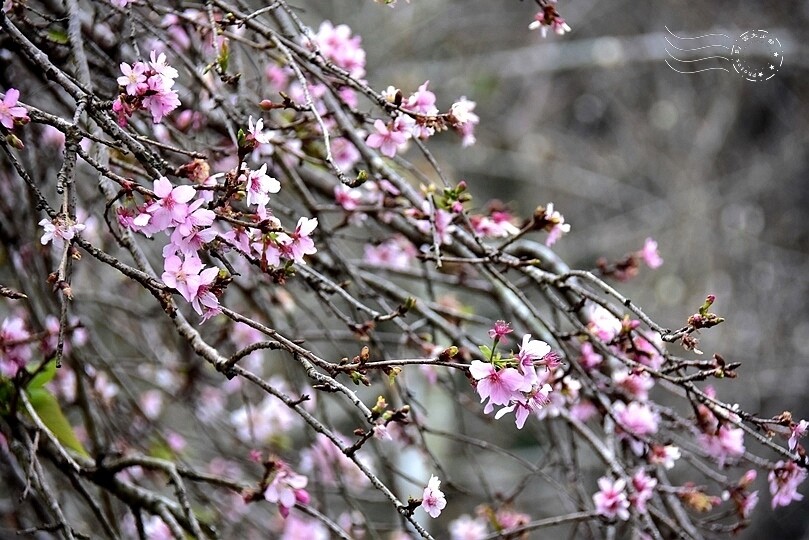 水里【阿本農場】柳櫻 水里【阿本農場】柳櫻