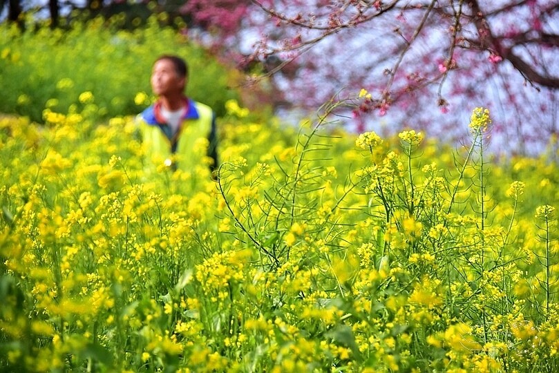 水里【阿本農場】 水里【阿本農場】