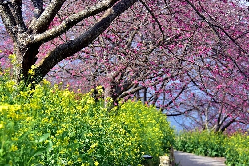 水里【阿本農場】 水里【阿本農場】