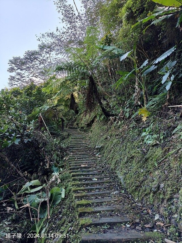 2024新北坪林金瓜寮魚蕨步道,健行趣|坪林老街|坪林茶業博