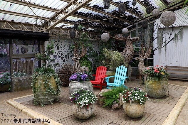 2024花卉試驗中心,茶花、寒櫻、八重櫻、梅花、鬱金香、風信