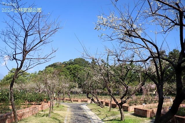 2024原住民文化主題公園，落羽松01/18即時狀況｜202