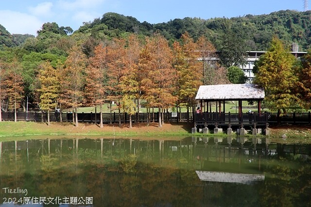 2024原住民文化主題公園，落羽松01/18即時狀況｜202