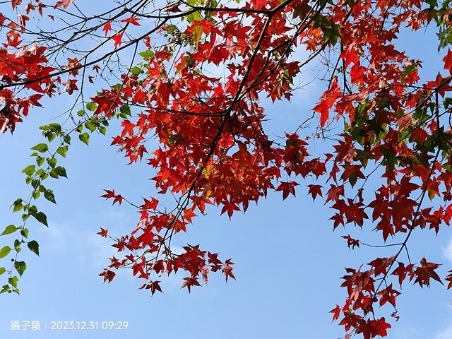 2024汐止拱北殿,23/12/31即時楓況|2024長庚養