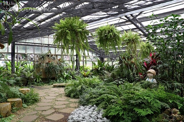 2024花卉試驗中心,茶花、寒櫻、八重櫻、梅花、鬱金香、風信