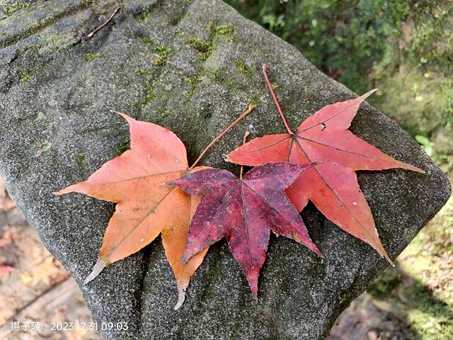 2024汐止拱北殿,23/12/31即時楓況|2024長庚養