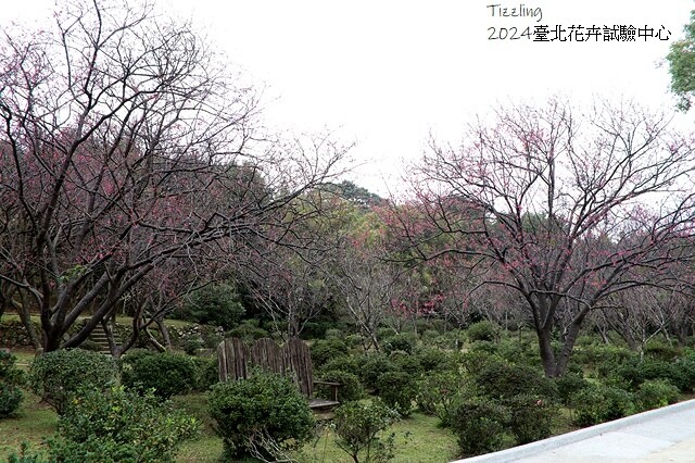 2024花卉試驗中心,茶花、寒櫻、八重櫻、梅花、鬱金香、風信