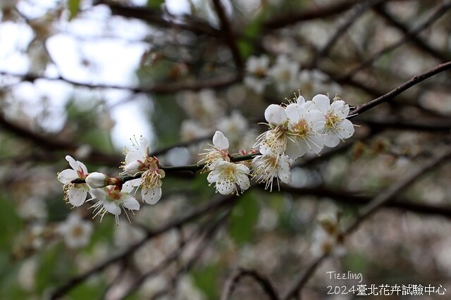 2024花卉試驗中心,茶花、寒櫻、八重櫻、梅花、鬱金香、風信