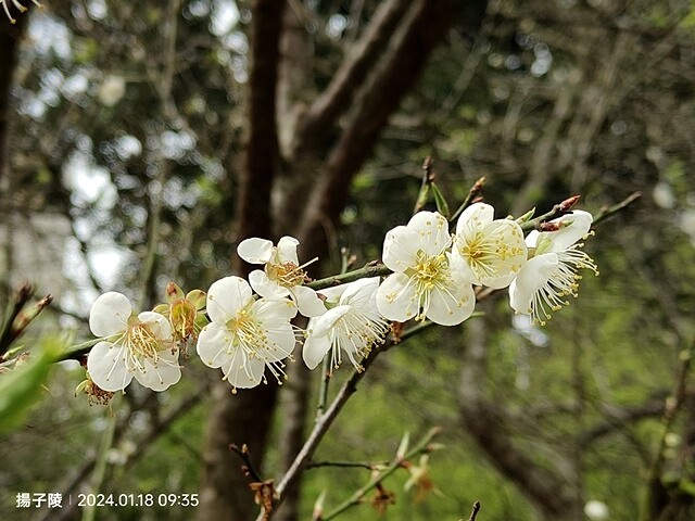 2024花卉試驗中心,茶花、寒櫻、八重櫻、梅花、鬱金香、風信