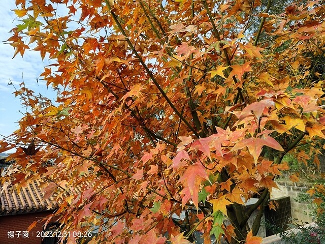 2024汐止拱北殿,23/12/31即時楓況|2024長庚養