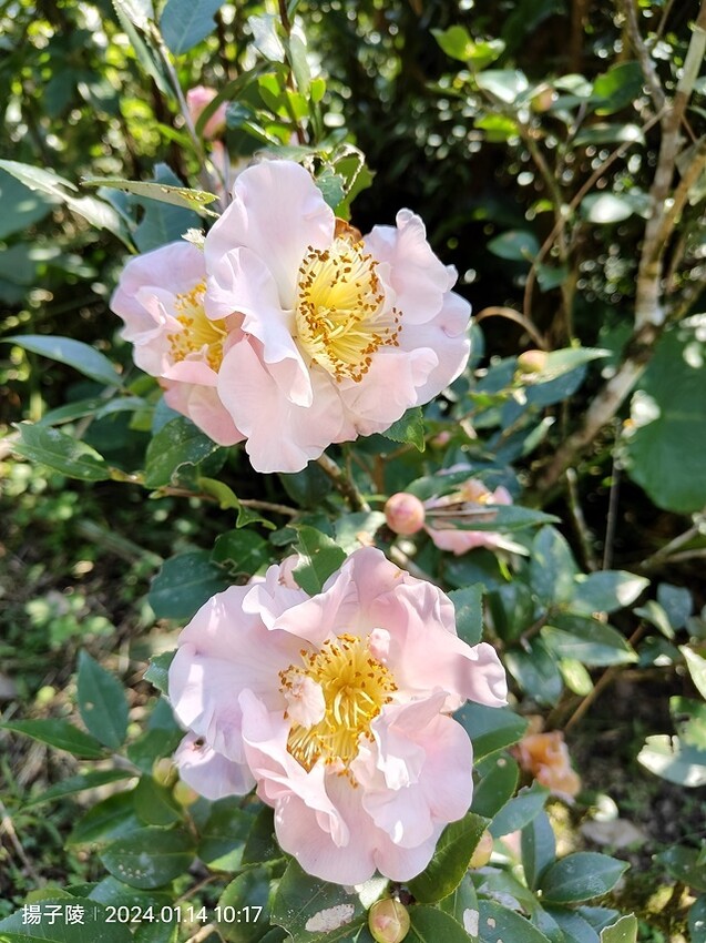 2024新北坪林金瓜寮魚蕨步道,健行趣|坪林老街|坪林茶業博